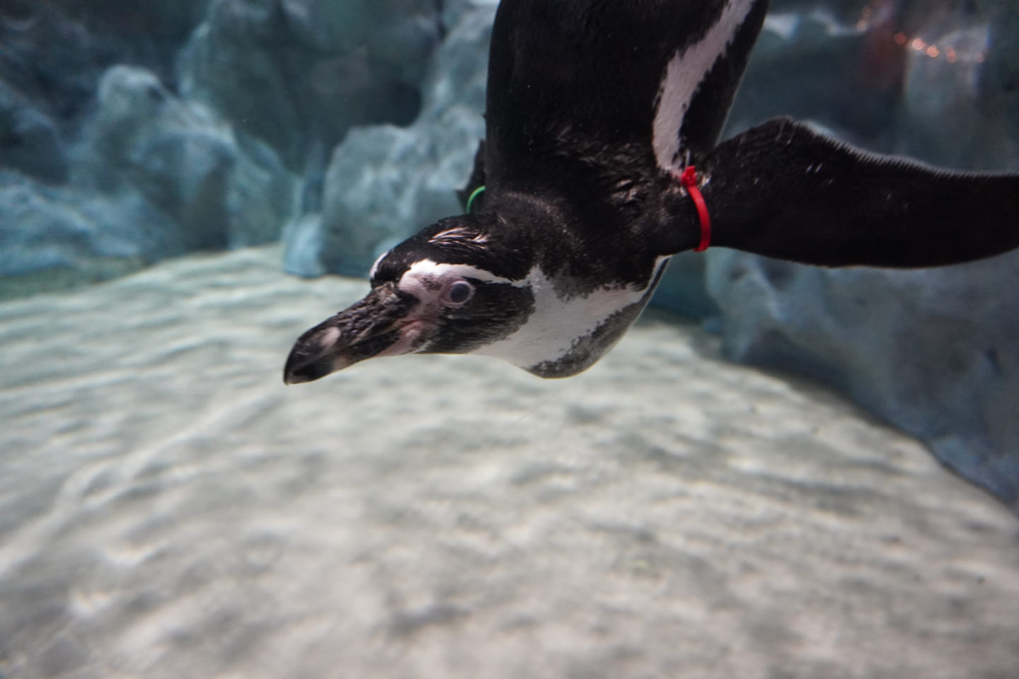 水中を泳いでいるペンギンの写真。目が見開かれている