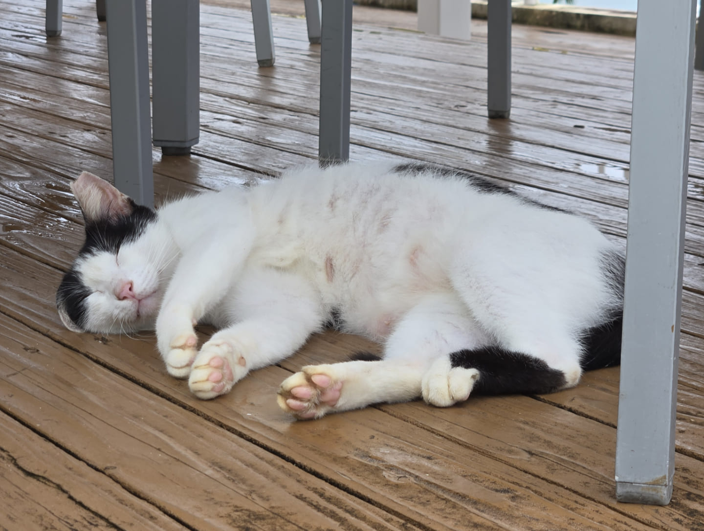 白と黒のぶち猫が寝ている。肉球がピンク色でぷっくりしている