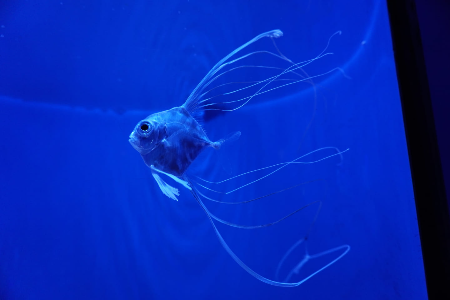 イトヒキアジの幼魚の写真。とても長いヒレのようなものが何本も生えている